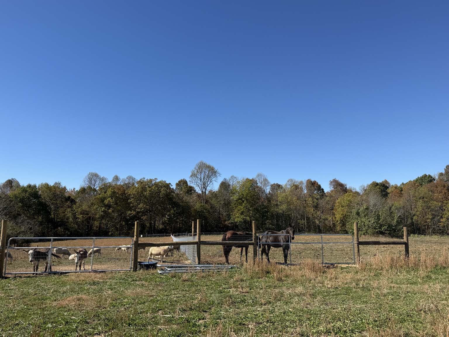 Sheep and horses in a fenced pasture at Little Lamb Chops Campground